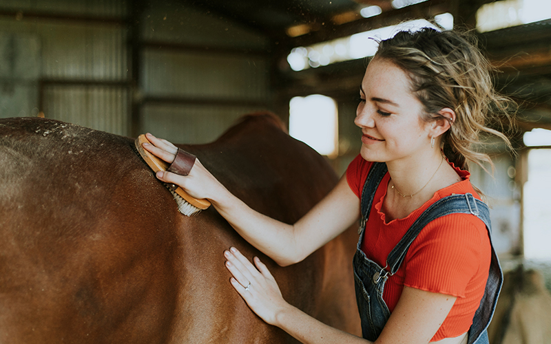 Girl brushing a chestnut horse