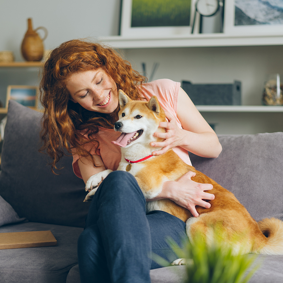 Cheerful young lady stroking beautiful shiba inu puppy on couch in flat smiling