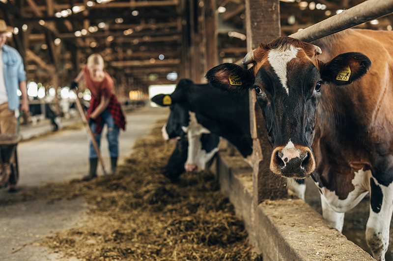 Closeup view of a cute cow in a stable.